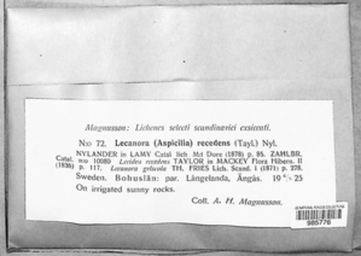 Lobothallia recedens image